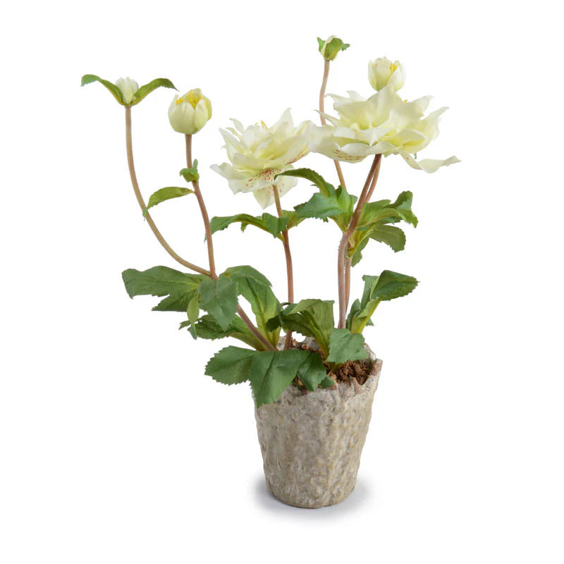 Forever Floral: Lenten Rose in Clay Pot – June St George Store