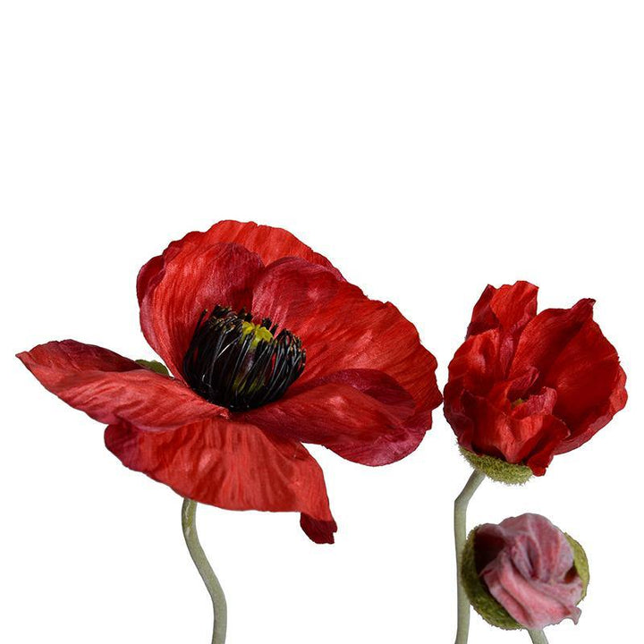 Forever Floral: Poppy in Terracotta Pot