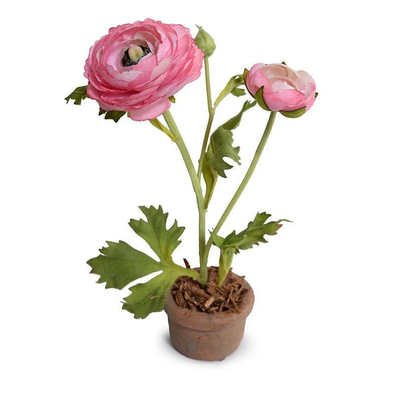 Forever Floral: Ranunculus in Terracotta Pot – June St George Store
