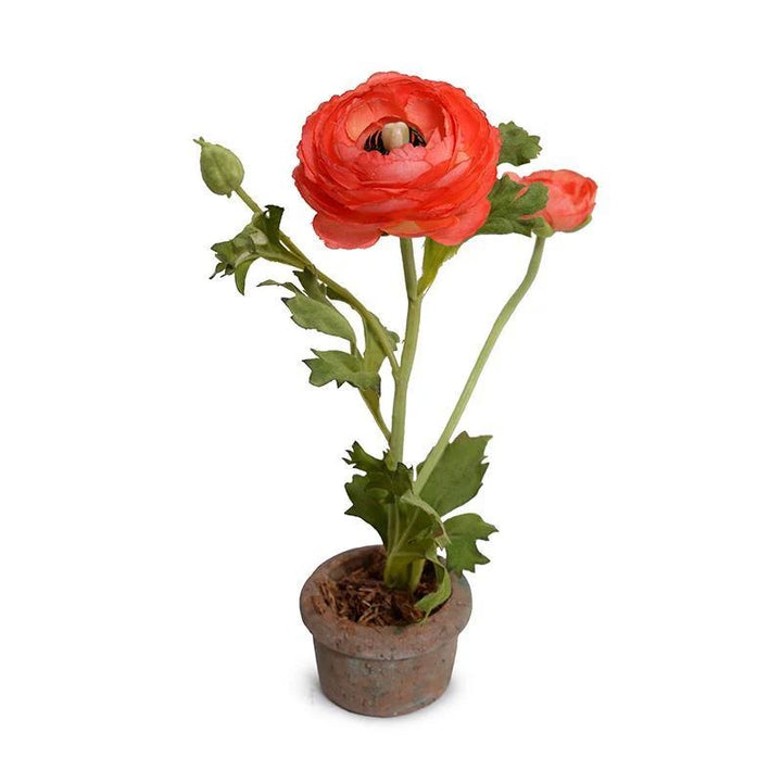 Forever Floral: Ranunculus in Terracotta Pot