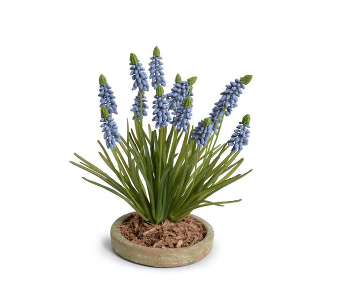 Forever Floral: Grape Hyacinth in Terracotta Dish