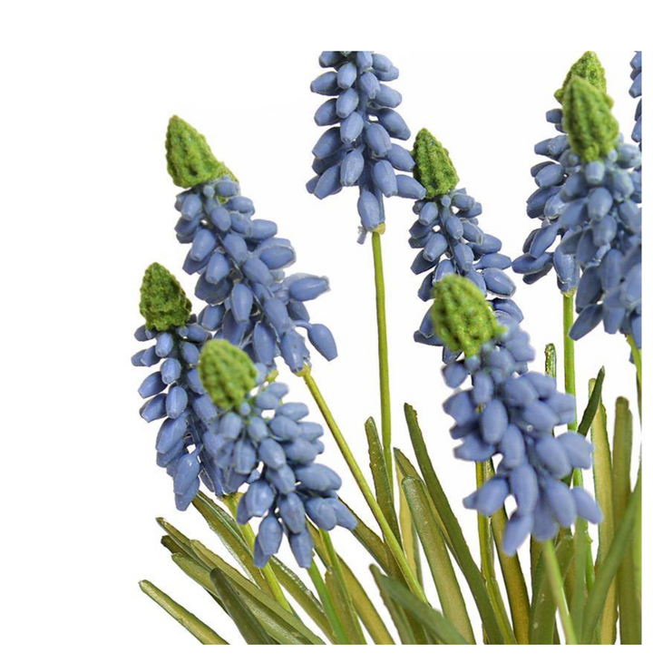Forever Floral: Grape Hyacinth in Terracotta Dish