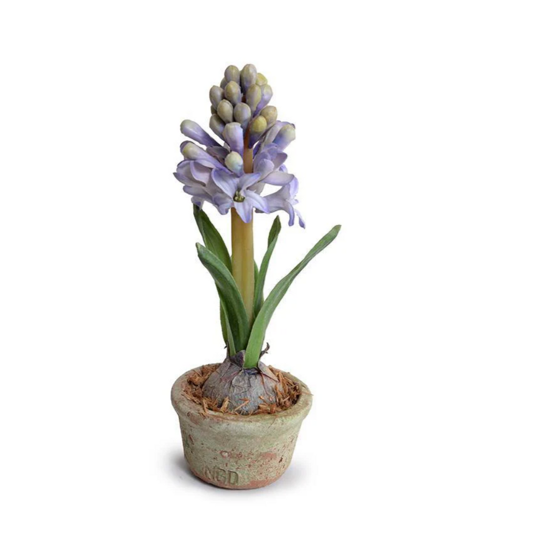 Forever Floral: Mini Hyacinth in Terracotta Pot