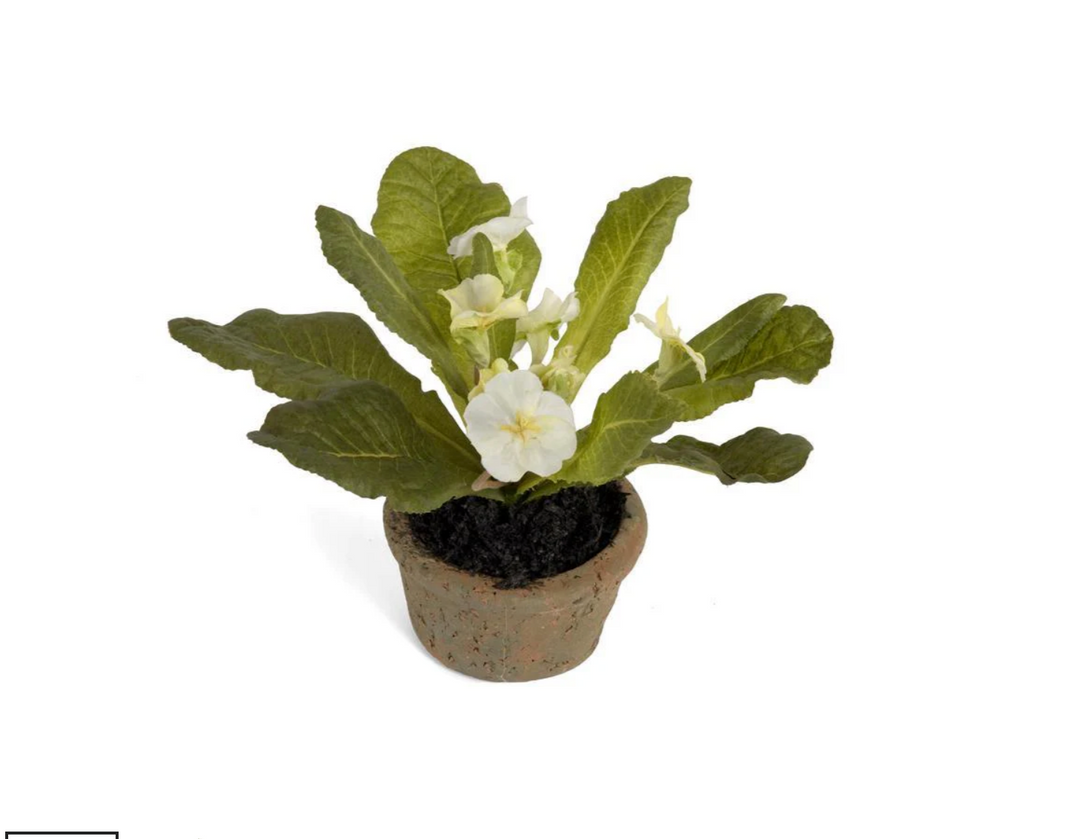 Forever Floral: Mini Primula in Terracotta Pot