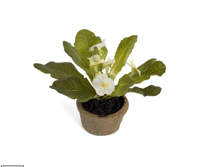Forever Floral: Mini Primula in Terracotta Pot