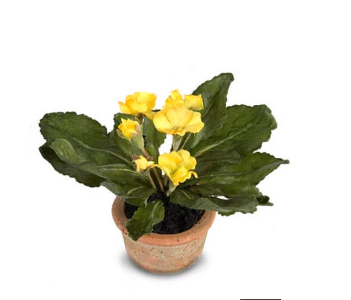 Forever Floral: Mini Primula in Terracotta Pot