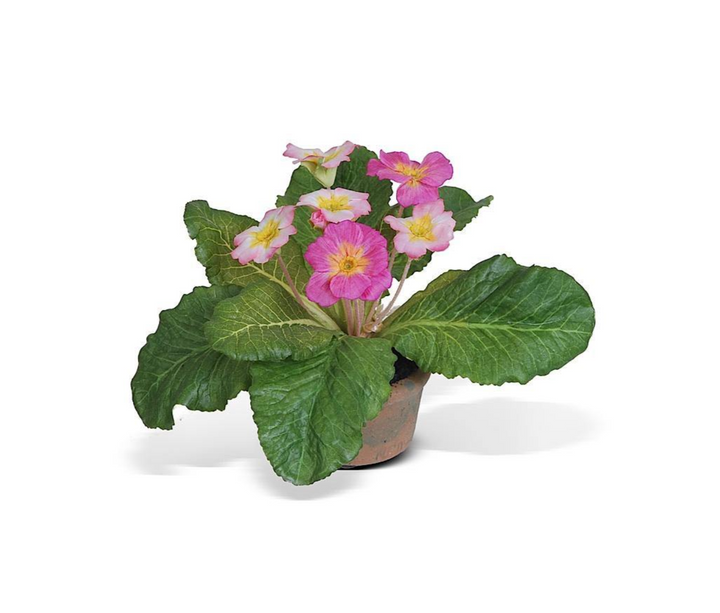 Forever Floral: Mini Primula in Terracotta Pot
