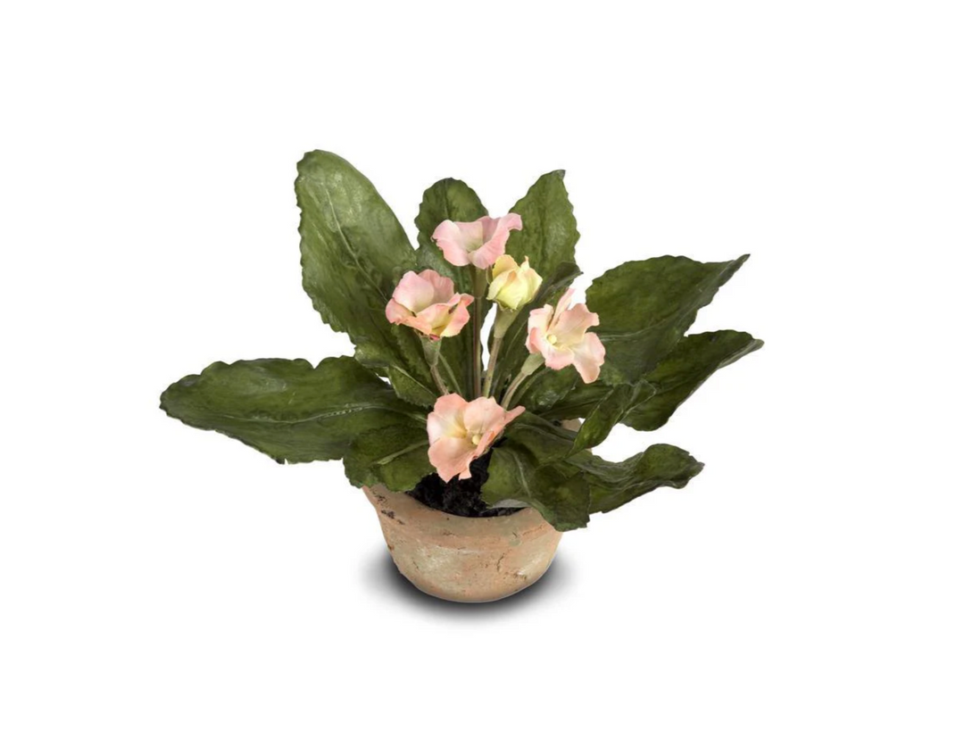 Forever Floral: Mini Primula in Terracotta Pot