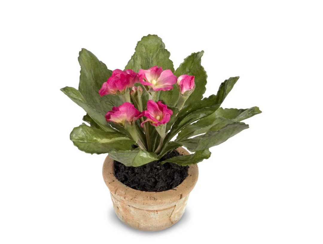 Forever Floral: Mini Primula in Terracotta Pot