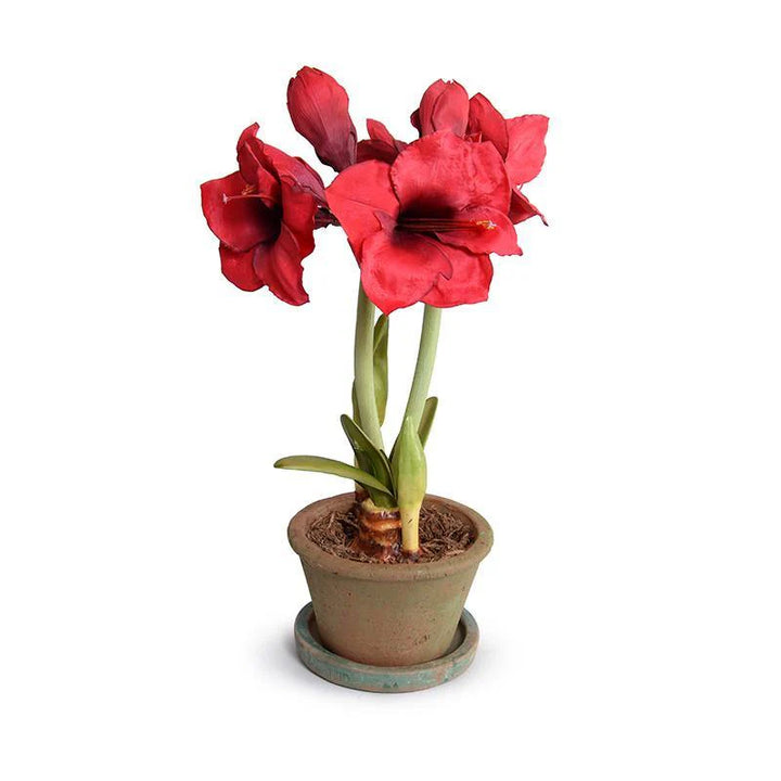 Forever Floral: Amaryllis in Terracotta 22"H with saucer