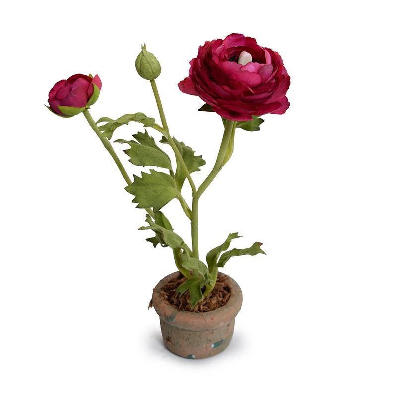 can ranunculus be planted in pots Forever Floral: Ranunculus in Terracotta Pot – June St George Store